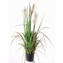 Silk reed grass EYOTA with panicles, green-brown, 31"/80cm