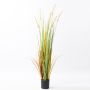 Silk fountain grass LYONEL panicles, in pot, green-brown, 4ft/120cm