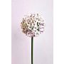 Artificial allium LOKJAN, white-purple, 70cm