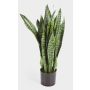 Artificial sansevieria BEYZA, green, 31"/80cm