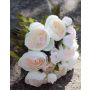 Bouquet of silk ranunculus TONIE, white-pink, 8"/20cm, Ø8"/20cm