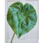 Artificial anthurium leaf GÜLSAH, green, 26"/65cm