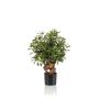 Artificial ficus retusa CUMBIA, natural trunk, in ceramic pot, green, 28"/70cm