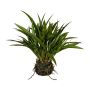 Decorative grass Chinese silvergrass SIMVO, soil ball, roots, green, 14"/35cm
