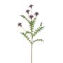 False cornflower XAVANNAH, violet, 3ft/95cm
