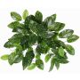Artificial Hoya carnosa 'QWARA' on a stem, green-white, 14"/35cm