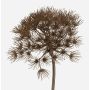 Fake hogweed umbel JEROME, brown, 31"/80cm, Ø8"/20cm