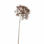Fake hogweed umbel JEROME, brown, 31"/80cm, Ø8"/20cm