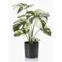 Artificial philodendron Monstera Deliciosa ZAINE, green-white, 16"/40cm