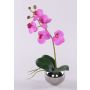 Decorative Phalaenopsis orchid 'ZARMINAH' in a ceramic pot, roots, cerise, 12"/30cm