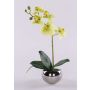 Decorative Phalaenopsis orchid 'ZARMINAH' in a ceramic pot, roots, cream-green, 12"/30cm