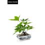 Bonsai Artificial Money tree IVANO in ceramic bowl ge patternt, green, 16"/40cm