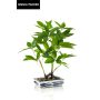 Bonsai Artificial Money tree IVANO in ceramic bowl ge patternt, green, 24"/60cm