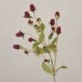Artificial globe amaranth TUSIUNE, dry look, burgundy red, 28"/70cm