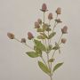 Artificial globe amaranth TUSIUNE, dry look, dusky pink, 28"/70cm