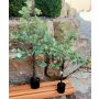Plastic eucalyptus tree WISGARD, artificial trunk, green-grey, 3ft/90cm