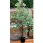 Plastic eucalyptus tree WISGARD, artificial trunk, green-grey, 6ft/180cm