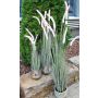 Decorative fountain grass PARIDKO with panicles, pink-green, 3ft/90cm