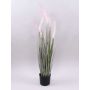 Decorative fountain grass PARIDKO with panicles, pink-green, 35"/90cm