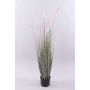 Decorative fountain grass PARIDKO with panicles, pink-green, 4ft/120cm