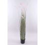 Decorative fountain grass PARIDKO with panicles, pink-green, 5ft/150cm