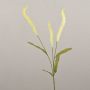 Decorative grass branch Liriope JELIKANTA with panicles, cream-green, 30"/75cm