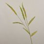 Decorative grass branch Liriope JELIKANTA with panicles, green-brown, 30"/75cm