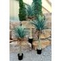 Artificial yucca rostrata HARDIN, decorative pot, 4ft/120cm