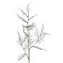 Artificial Asparagus acutifolius branch NYALA, dark green, 33"/85cm