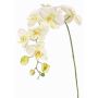 Decorative branch Phalaenopsis orchid WESA, white-green, 3ft/100cm