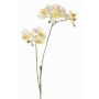 Artificial branch Phalaenopsis orchid VILLANI, white-green, 24"/60cm, Ø1.4"-2"/3.5-5cm