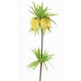 False fritillaria imperialis IMST, yellow, 26"/65cm, Ø4.3"/11cm