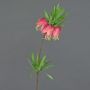 False fritillaria imperialis IMST, fuchsia, 26"/65cm