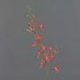 Artificial branch Cattleya orchid TRASSA, red-orange, 31"/80cm