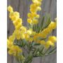 Artificial mimosa branch BENRIKE, flowers, yellow, 16"/40cm, Ø1.2"/3cm