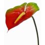 Artificial anthurium MOIRA, red-green, 30"/75cm, 5.1"x7.1"/13x18cm