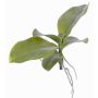 Artificial phalaenopsis leaves PRIMUS, aerial roots, 7.5"x13"/19x34cm
