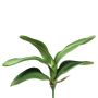 Artificial Phalaenopsis orchid leaves CRILMER, support stick, aerial roots, 14"/35cm