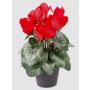 Fake cyclamen HEIDI in a decorative pot, red, 10"/25cm, Ø2"-3.1"/5-8cm