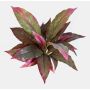 Fake Cordyline VALDA, on spike, red-green, 12"/30cm
