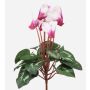 Artificial cyclamen VERIANA on a stem, white-fuchsia, 12"/30cm