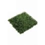 Artificial Boxwood mat HEINZ, weatherproof, 20"x20"/50x50cm