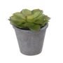 Decorative plant Echeveria morani BENCY, planter, green-red, 3.9"/10cm