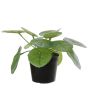 Artificial plant Chinese money plant BIRCAN, green, 5.9"/15cm