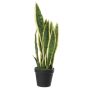 Decorative plant Sansevieria CASTIEL, planter, green-yellow, 20"/50cm