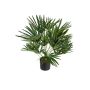 Artificial palm tree Washingtonia FEZA, 24"/60cm