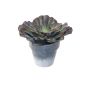 Decorative echeveria rosea MARNIE, planter, burgundy-green, 5.9"/15cm