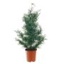 Artificial cedar tree ELIANE, green, 3ft/90cm