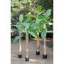 Artificial palm banana tree SHARA, 9ft/280cm