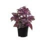 Plastic plant Mint TSUKI, purple-burgundy, 9"/24cm